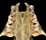 anterior skull of <i>Antrozous pallidus</i>