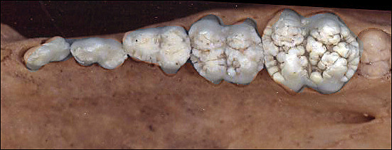 ventral view of pig showing bunodont dentition