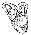 drawing of dilambdodont molar