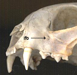 Bobcat skull showing infraorbital foramen