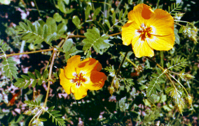 Kallstroemia grandiflora plant with flowers