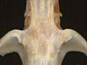 Microtus infraorbital foramen viewed from above
