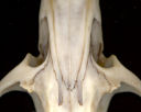 Neotoma infraorbital foramen viewed from above