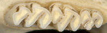 Neotoma teeth