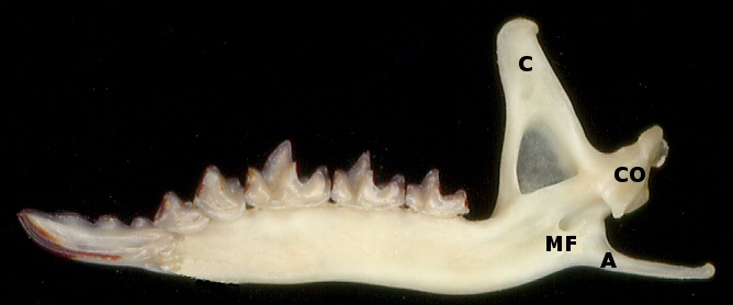 lingual view of shrew dentary