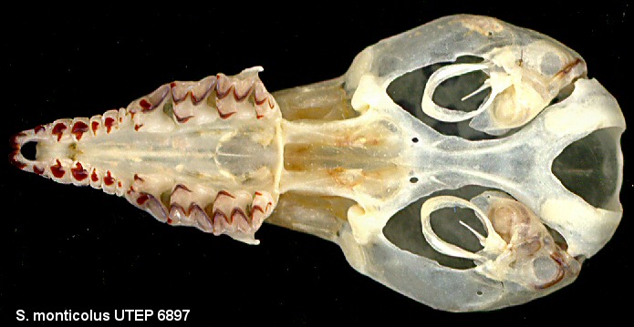 ventral view of shrew skull showing pigment and typical characters of shrews