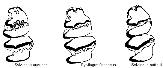 lower third premolar of three species of <i>Sylvilagus</i>