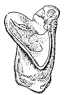 drawing of zalambdodont molar