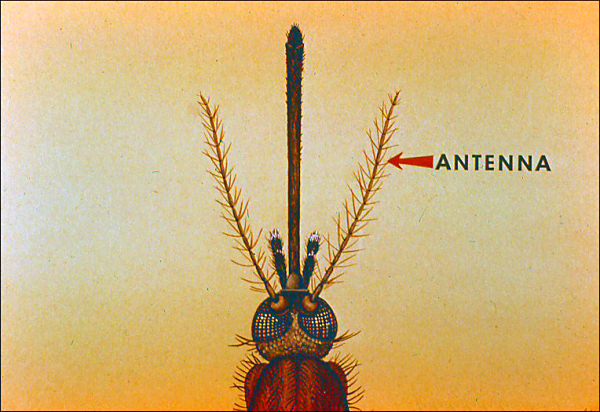 Mosquito antennae