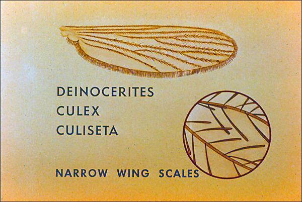 Wing and leg