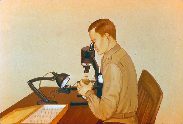 entomologist at dissecting scope