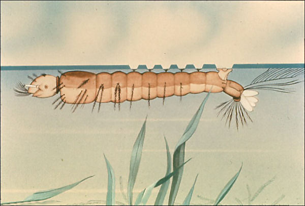 Drawing of lateral view of Anopheles larvae showing palmate hairs at water surface; larva larger than in slide 4