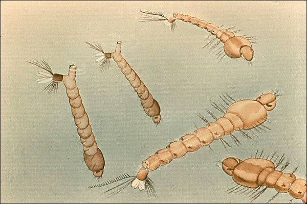 Anopheles and Culex in water