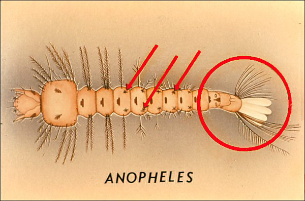 <i>Anopheles</i> larva with overlays 15 and 16 and overlay with label <i>Anopheles</i>
