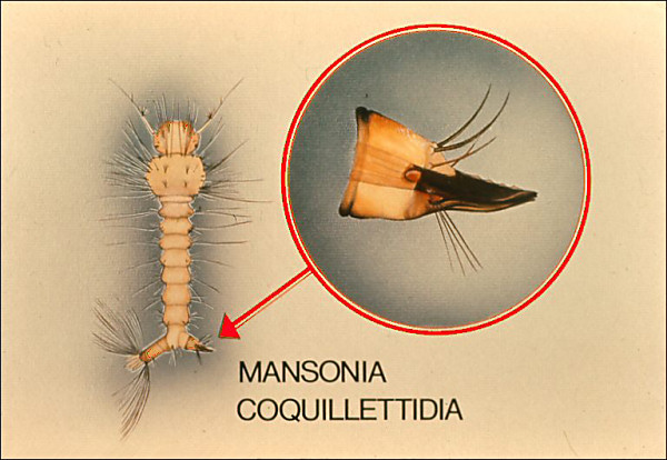 Drawing of <i>Coquillettidia</i>; overlay with circle around air tube and labeled 'Mansonia' and 'Coquillettidia'