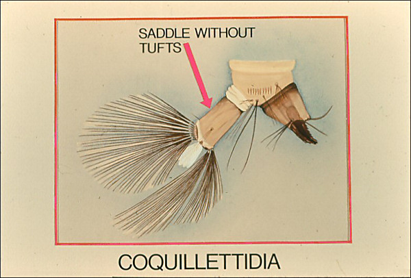 Terminal segments of <i>Coquillettidia</i>