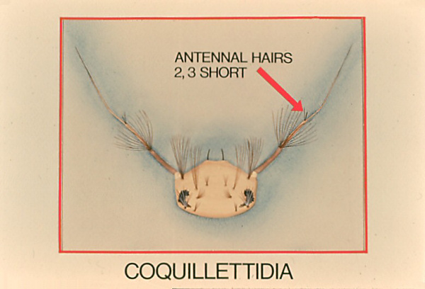 Head of <i>Coquillettidia</i>