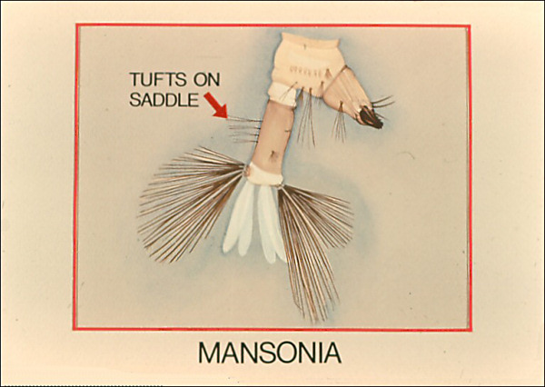 Terminal segments of <i>Mansonia</i>