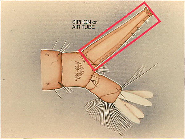 Drawing of terminal segments of <i>Culex pipiens</i>. Overlay with rectangle around siphon labeled 'siphon or air tube'