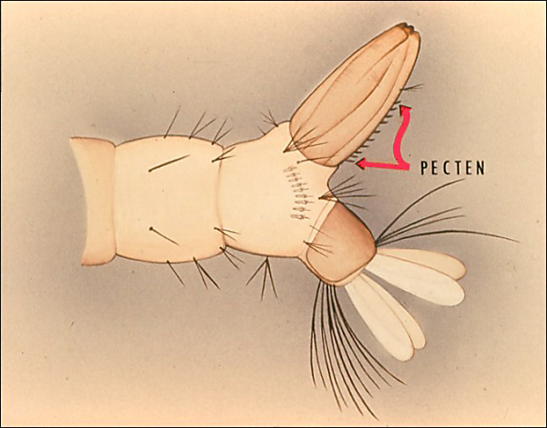 Drawing of terminal segments of <i>Aedes aegypti</i>; arrow to pecten labeled 'pecten'