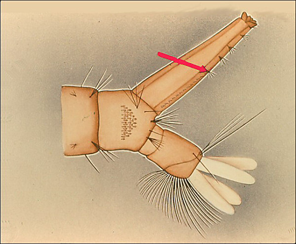 Drawing of terminal segments of <i>Culex pipiens</i>; overlay with arrow to siphon tuft