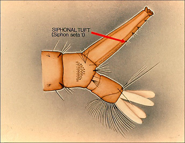 Drawing of terminal segments of <i>Culex pipiens</i>; with arrow labeled 'siphonal tuft'