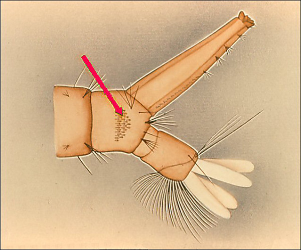 Drawing of terminal segments of <i>Culex pipiens</i>; overlay with arrow to comb scales