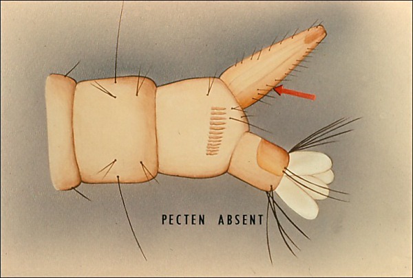 Drawing of terminal segments of <i>Wyeomyia</i>; overlay with arrow to ventral surface of siphon