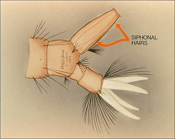 Drawing of terminal segments of <i>Culiseta</i>; overlay with labeled arrow to siphon hairs
