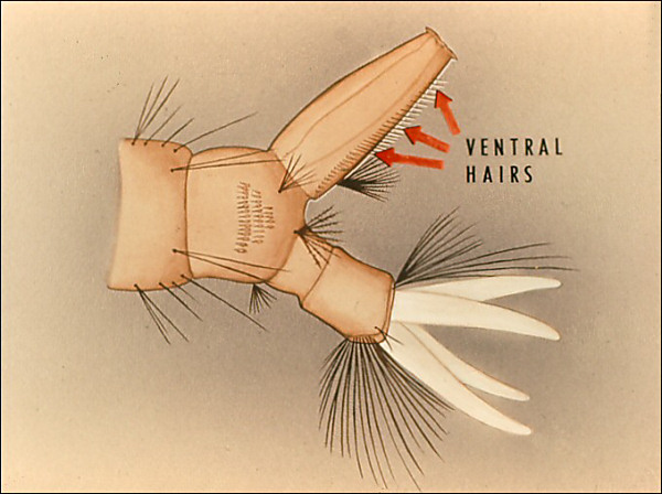 Drawing of terminal segments of <i>Culiseta</i>. Overlay with several arrows to air tube hairs