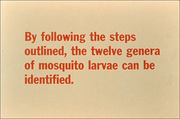 Title: By following the steps outlined, the 12 genera of mosquito larvae can be identified