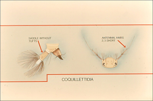 <i>Coquillettidia</i> head and terminal segments
