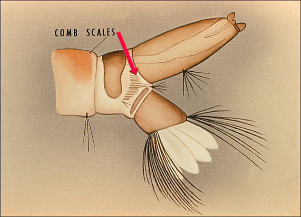 Terminal segments of <i>Orthopodomyia</i>. Overlay with arrow to comb scales so labeled