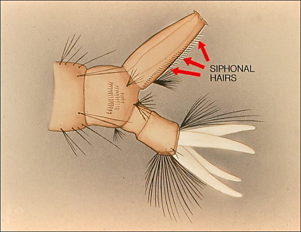 Terminal segments of <i>Culiseta</i>. Overlay with two or three arrows to ventral hairs; so labeled