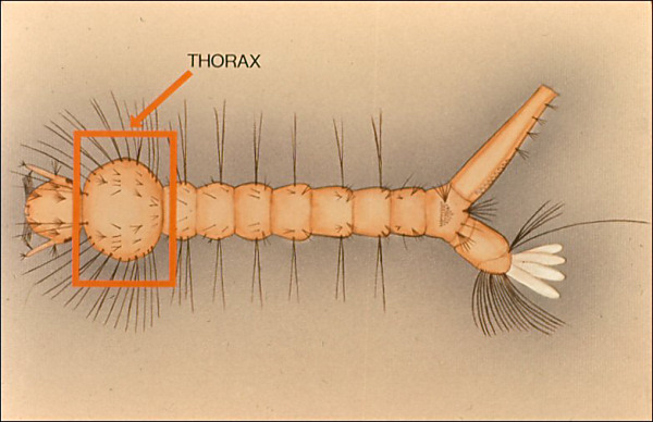 Drawing of Culex larva