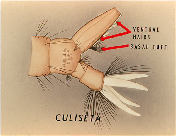 Overlay with arrow to basal tuft and to hair following pecten, so labeled; also labeled 'Culiseta'