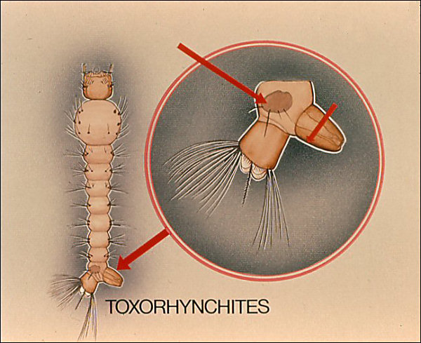 <i>Toxorhynchites</i> larva; overlay with arrow to lateral plate and labeled 'Toxorhynchites'