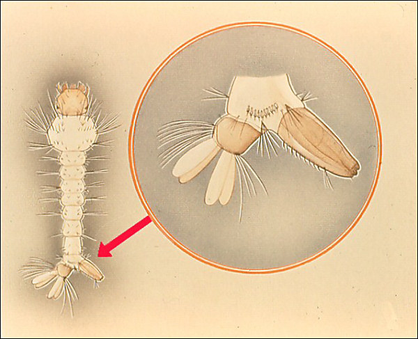 <i>Aedes</i> larva