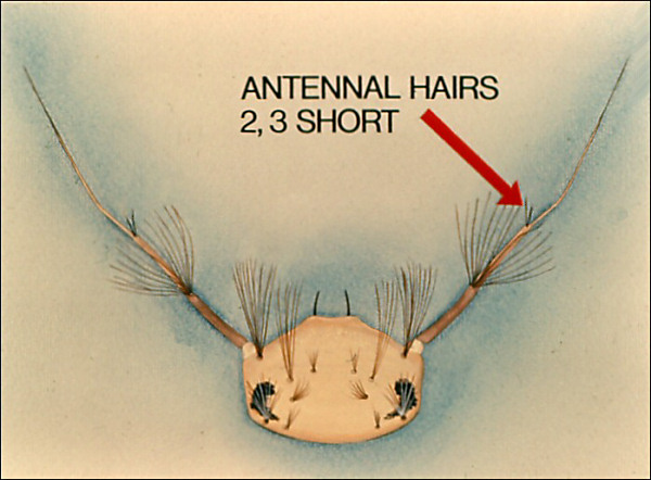 <i>Coquillettidia</i> head and antenna without genus label