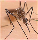 Aedes aegypti, CDC image