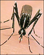 Aedes albopictus, CDC image