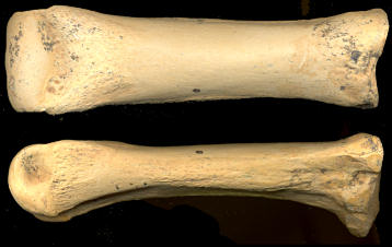 Anterior and side views of the third metatarsal of Tapirus from southeastern New Mexico