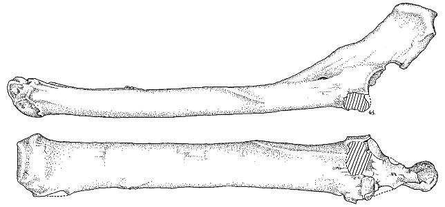 Left radio-ulna of Gigantocamelus