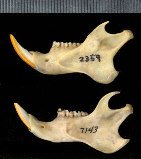Dentaries of Sciurus aberti and Otospermophilus variegatus