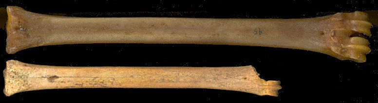 Right anterior cannonbones of Antilocapra americana and Stockoceros conklingi