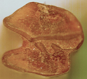 Left lower cheek tooth of Aztlanolagus agilis