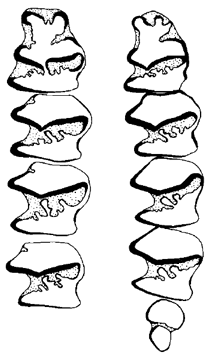 Lower dentition of Aztlanolagus agilis
