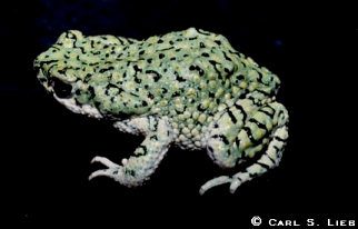 Anaxyrus debilis photo by Carl S. Lieb