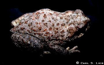 Anaxyrus punctatus photo by Carl S. Lieb