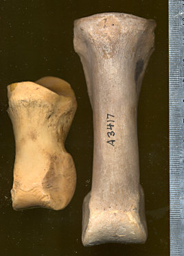 Dorsal view of the first and second phalanges of Camelops hesternus